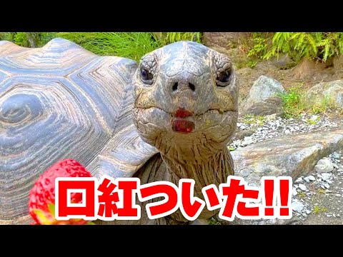 口紅を塗ったカメがこっちを見てくるのがシュールすぎたw Tortoise eat strawberry(YouTube)