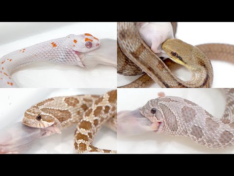 食いつきがヤバすぎる成長期の子蛇たち6匹に餌やりします(YouTube)