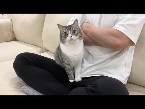 膝に乗ってもなでなでしてもらえなかったときの猫の反応がかわいすぎた笑(YouTube)