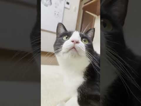 寝転んだまま猫を呼ぶお母さん #Shorts(YouTube)
