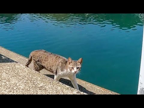 港近くで出会った野良猫、ベンチに座ると膝の上に乗ってきた(YouTube)