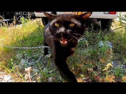 車の下から黒猫が挨拶しに出てきた(YouTube)
