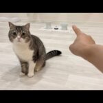 猫にいきなり「あ、UFOだ！」と言ってみたら反応がかわいすぎたw(YouTube)