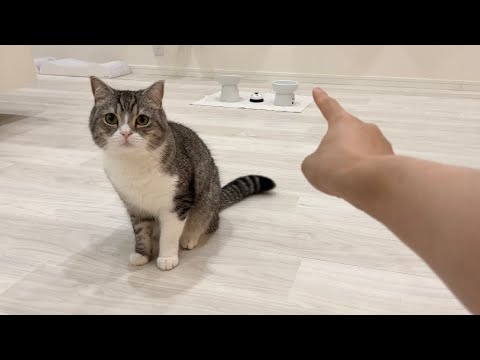 猫にいきなり「あ、UFOだ！」と言ってみたら反応がかわいすぎたw(YouTube)