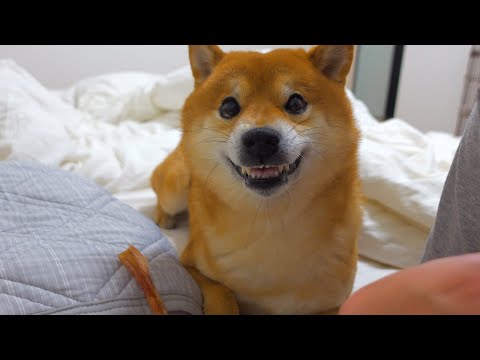 犬語で説教され続けた夜。(YouTube)