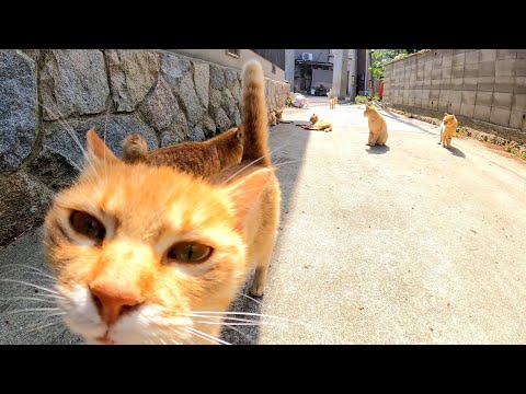 茶トラ猫通りの猫達は何か会話をしているようです(YouTube)