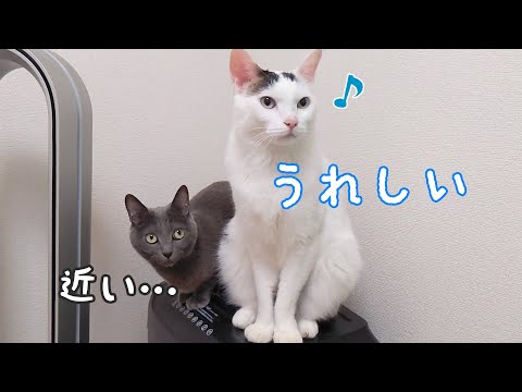 いつでも大好きな姉猫ハムちゃんの近くに居たいチロさん(YouTube)