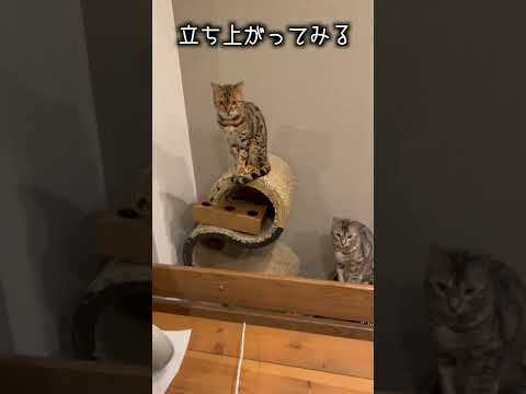 ご飯が待ちきれずテーブルに登ってしまい、気まずそうにする猫さん(YouTube)