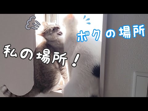 小窓の場所取り争いを繰り広げる猫たち…(YouTube)