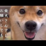 柴犬の「ちょうだい」の精度が上がりすぎるとこうなる。(YouTube)
