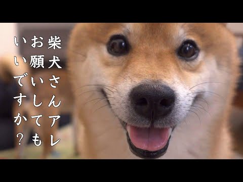 柴犬の「ちょうだい」の精度が上がりすぎるとこうなる。(YouTube)