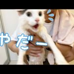 久々のシャンプーでやっぱり叫びまくる猫チロさん【2022春】(YouTube)