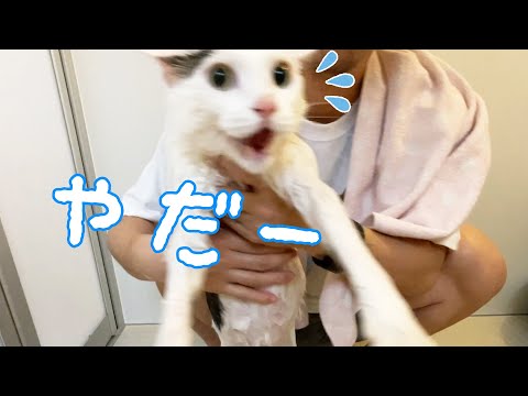 久々のシャンプーでやっぱり叫びまくる猫チロさん【2022春】(YouTube)