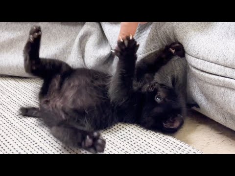【子猫保護】3日目～子猫の名前が決まりました。(YouTube)