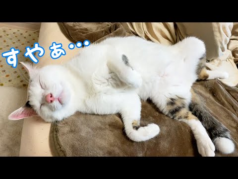 パッカーンの季節がやってきました(YouTube)