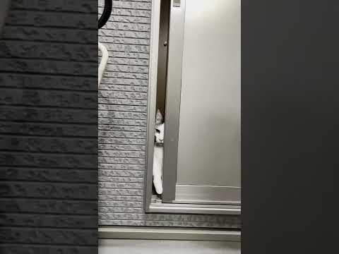 隙間から覗くだけじゃない猫 #Shorts(YouTube)