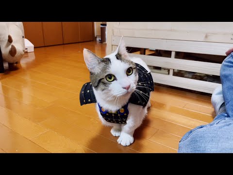 子供の日に初めて甲冑を着せられた猫(YouTube)