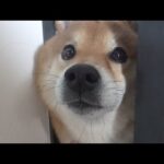 留守番を任された時の顔がかわいすぎたので、箱を持参してみた。(YouTube)