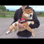 柴犬が拒否犬になる流れ。(YouTube)
