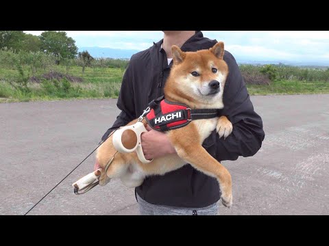 柴犬が拒否犬になる流れ。(YouTube)