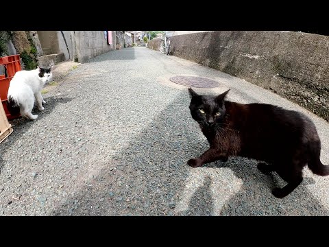 仲裁してもケンカを止めない聞かん坊な猫達(YouTube)