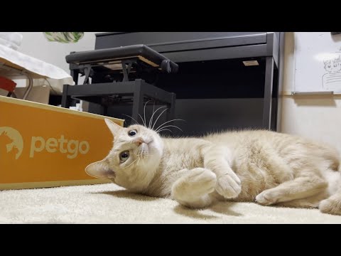 なぜかお母さんとは遊ばないと決意した猫(YouTube)