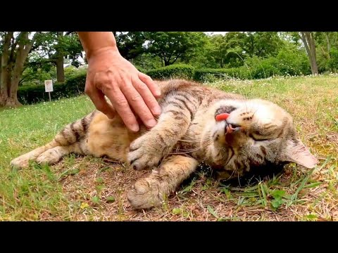 芝生で寝ていた野良猫を撫でると他の猫も撫でられにきた(YouTube)