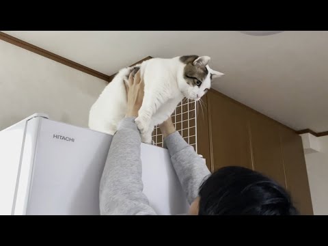 「父ちゃん、ちょっと待って～」と焦る猫(YouTube)