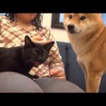 柴犬と子猫のシンクロがかわいいと我が家で話題に。(YouTube)