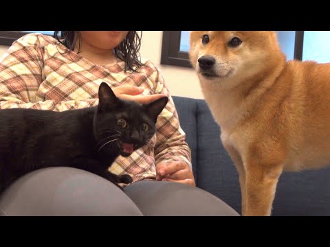 柴犬と子猫のシンクロがかわいいと我が家で話題に。(YouTube)