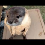 日向ぼっこで春の陽気を感じるお目目ぱちぱちカワウソ Otter basking in the sun(YouTube)