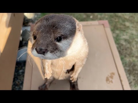 日向ぼっこで春の陽気を感じるお目目ぱちぱちカワウソ Otter basking in the sun(YouTube)