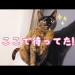 ママの家事が終わるまで窓枠で待ってるサビ猫モモちゃん(YouTube)