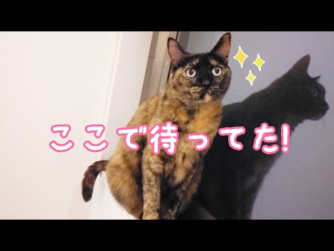 ママの家事が終わるまで窓枠で待ってるサビ猫モモちゃん(YouTube)