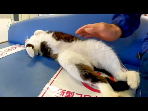 待合室のベンチで雨宿りする猫の隣に座ると膝の上に乗ってきた(YouTube)