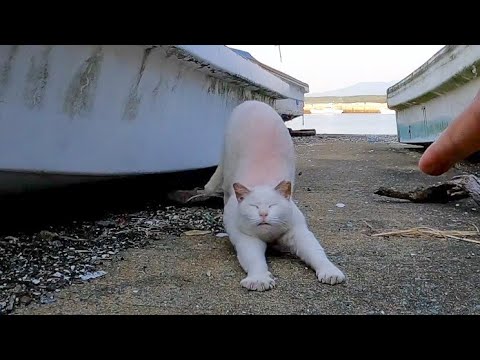 漁港で舟の下にいた野良猫が足元に擦り寄ってきてカワイイ(YouTube)