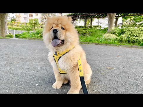 ワクチンが終わったチャウチャウを散歩に連れて行ったら大興奮でした(YouTube)