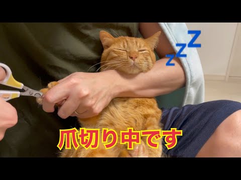 爪切りが余裕すぎて眠りそうになる猫がかわいい！(YouTube)