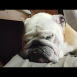 ぶるまるは今どこにいるでしょ〜か！(YouTube)