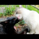 パステルカラーのタヌキ猫をモフっていたら仲良しの黒猫もやってきた(YouTube)