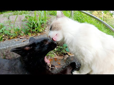 パステルカラーのタヌキ猫をモフっていたら仲良しの黒猫もやってきた(YouTube)