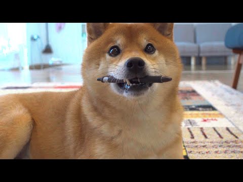 妹に説教されるも目を輝かせてイタズラする柴犬。(YouTube)
