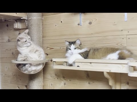 ちょっとずつ近づいたらやっぱり怒られた猫(YouTube)