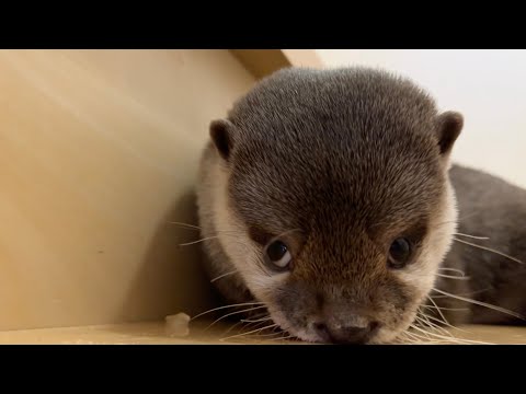 氷泥棒をするカワウソが早送りしたみたいな挙動をし始める Otter stealing ice(YouTube)