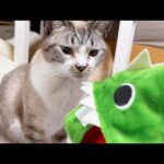 怪獣になった末っ子猫♥(YouTube)