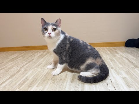 【ご報告】もち様のお母さんが妊娠しました。(YouTube)