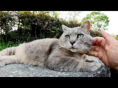ブロック塀と同化していた灰色猫の頬っぺたをモフる(YouTube)