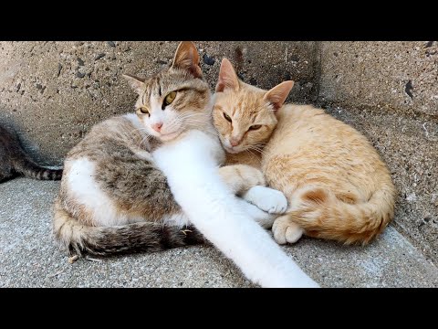 腕を組むラブラブ猫カップル、他の猫達も羨ましそう(YouTube)