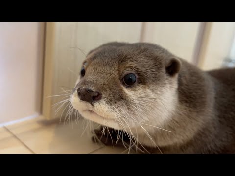 カワウソはよく鳴く！？喋ってる時の各鳴き声を解説します I’ll explain the emotions an otter feels when it’s talking.(YouTube)