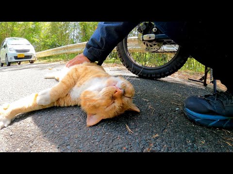 道路脇に停めたバイクに戻ってきたら野良猫が待っていた(YouTube)